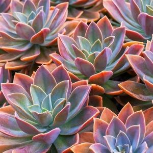 Meet your Posher, Dureti